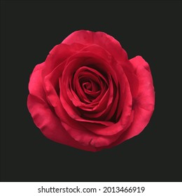 rosa rojo sobre fondo negro