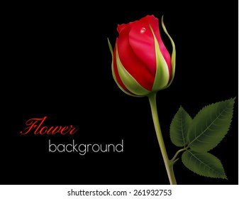 Red rose on a black background. Vector.