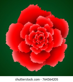 Red rose on green