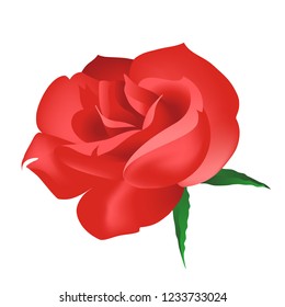  Red Rose on Isolated white background