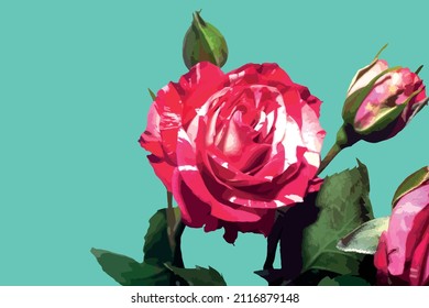 red rose on a light green background, postcard concept, congratulations on women's day, with a place for text illustration