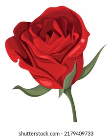 Red rose on stem. Luxury burgundy flower element