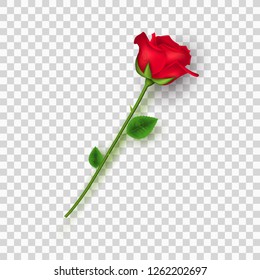 Red rose on a transparent background. Valentines day. Love flower. Petals and leaves. Vector illustration. EPS 10
