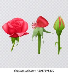 Red rose on transparent background, realistic rose, vector illustration