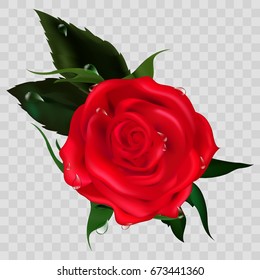 Red Rose On a transparent background. Happy Mothers Day. Rose Flowers. Vector illustration.Women's Day. Trendy Design Template. Springtime. Vintage wedding invitation