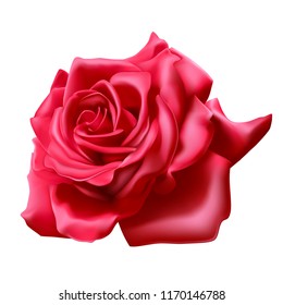 Red rose on white background, realistic 3D rose, vector illustration