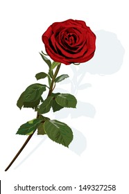 	Red rose on a white background