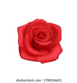 Red rose on white background, isolate flower to decorate.