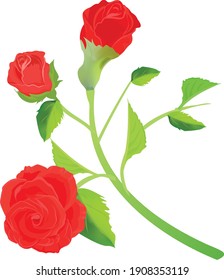 Red rose on white background. Vector illustration