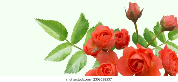 
red rose on white background vector,  illustration