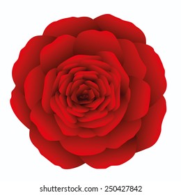 Red rose on white background. Isolated vector illustration.