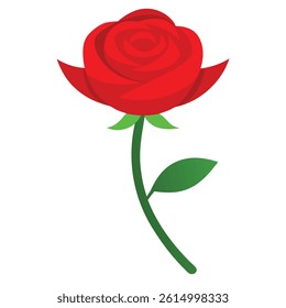 Red rose on white background