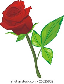 Red rose on the white background. Vector