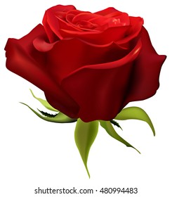 Red rose is on a white background. Vector