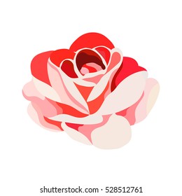 Red rose on white background