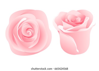 Red rose on white background. Vector illustration. Web site page and mobile app design vector element.