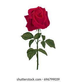 Red rose on white background.. Vector illustration