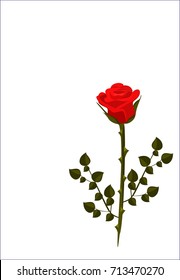 Red rose on a white background