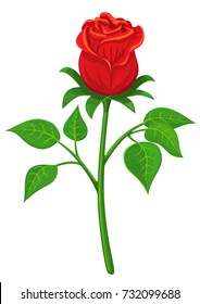 Red rose on white background, for use with projects on romance, love or Valentine greeting holiday card. Vector illustration