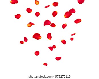 Red rose petals background. A lot of falling petals on white background. Vector spring template.