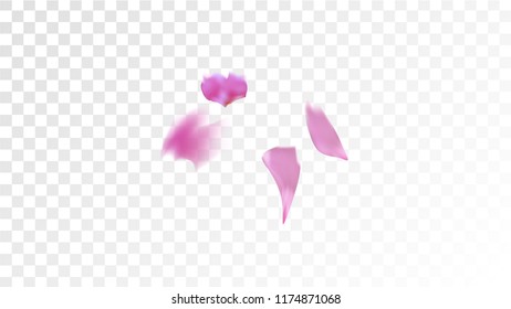 Red Rose Petals Falling Down. Isolated Vector illustration of Rose Petals. Flying Red Sakura Blossom Background. Design of Greeting or Invitation Card. 
