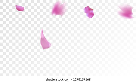 Red Rose Petals Falling Down. Isolated Vector illustration of Rose Petals. Flying Red Sakura Blossom Background. Design of Greeting or Invitation Card. 