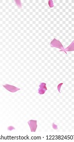 Red Rose Petals Falling Down. Isolated Vector illustration of Rose Petals. Flying Red Sakura Blossom Background. Design of Greeting or Invitation Card. 
