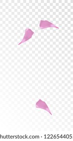 Red Rose Petals Falling Down. Isolated Vector illustration of Rose Petals. Flying Red Sakura Blossom Background. Design of Greeting or Invitation Card. 
