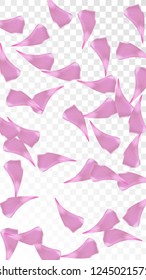 Red Rose Petals Falling Down. Isolated Vector illustration of Rose Petals. Flying Red Sakura Blossom Background. Design of Greeting or Invitation Card. 
