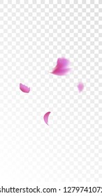 Red Rose Petals Falling Down. Isolated Vector illustration of Rose Petals. Flying Red Sakura Blossom Background. Design of Greeting or Invitation Card. 

