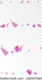 Red Rose Petals Falling Down. Isolated Vector illustration of Rose Petals. Flying Red Sakura Blossom Background. Design of Greeting or Invitation Card. 

