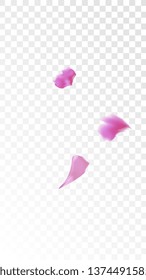 Red Rose Petals Falling Down. Isolated Vector illustration of Rose Petals. Flying Red Sakura Blossom Background. Design of Greeting or Invitation Card. 
