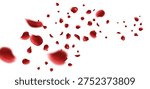 red rose petals falling and floating in the air isolated with soft depth field effect for Valentine Day