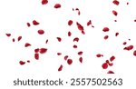 Red rose petals fly in a circle on a white background.