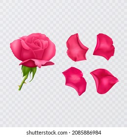 Red rose petals on a transparent background and realistic rose, vector format