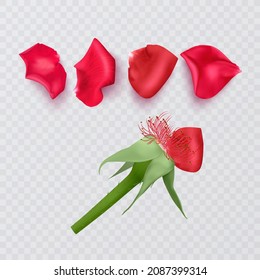rote Rosenblätter auf transparentem Hintergrund und realistische Rose, Vektorformat
