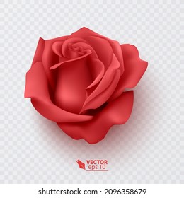 Red rose petals on a transparent background and realistic rose, vector format