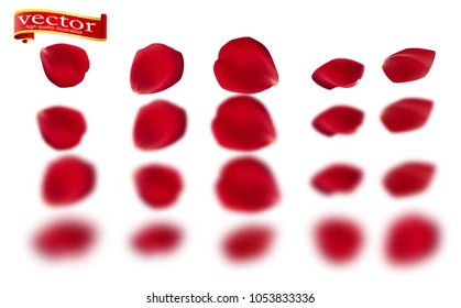Red rose petals set, isolated on white, vector illustration. Clear and blurred rose petals for the design of invitations and postcards on the day of Saint Valentine