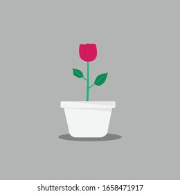 a red rose plant in white pot with grey background