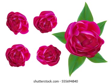 Red rose realistic on isolated background 