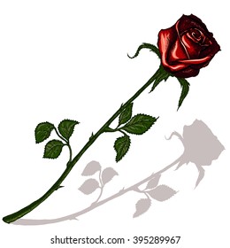Red rose with shadow on a blank background
