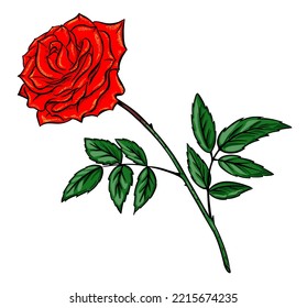 Dibujo rojo rosa dibujado a mano Aislado en el vector de fondo blanco