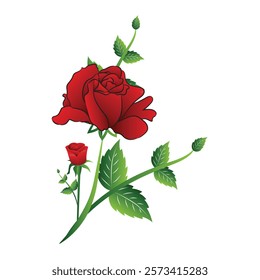 Red rose with it's stalk and leaves on a white background