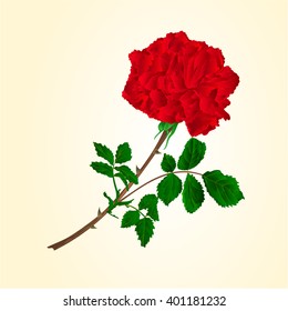 Red rose stem with leaves and blossoms vector illustration