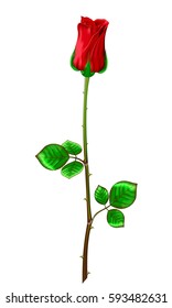 Red rose with stem and leaves on a white background.Vector illustration