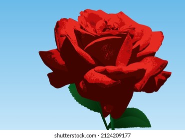 A red rose, symbol of love and life as a couple for Valentine’s Day.