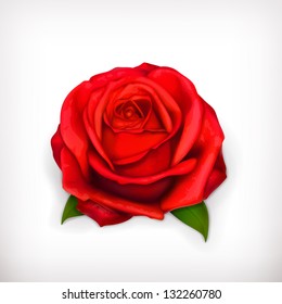 Red rose vector