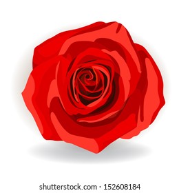 Red Rose Vector