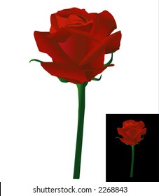 Red rose - vector.