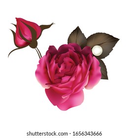Red rose vector design isolated on white background, beautiful red rose art and illustration